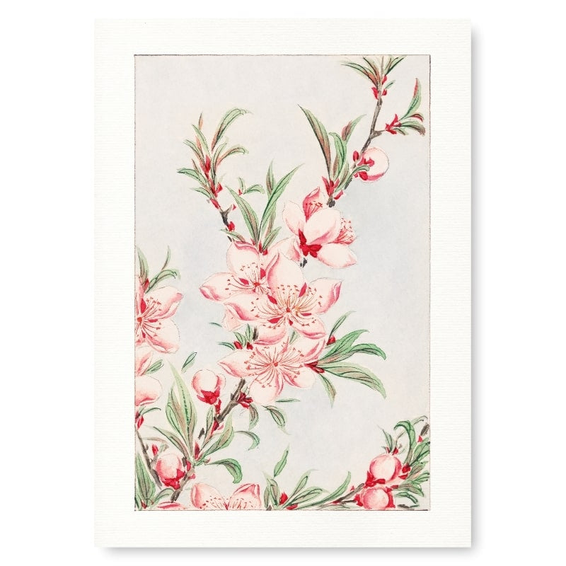 Estampe Japonaise Fleurs de Pêcher - A3