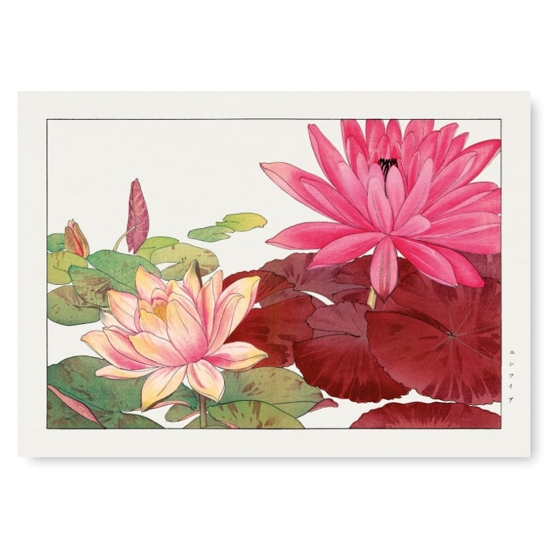 Estampe Japonaise Nymphaea Lotus - A3